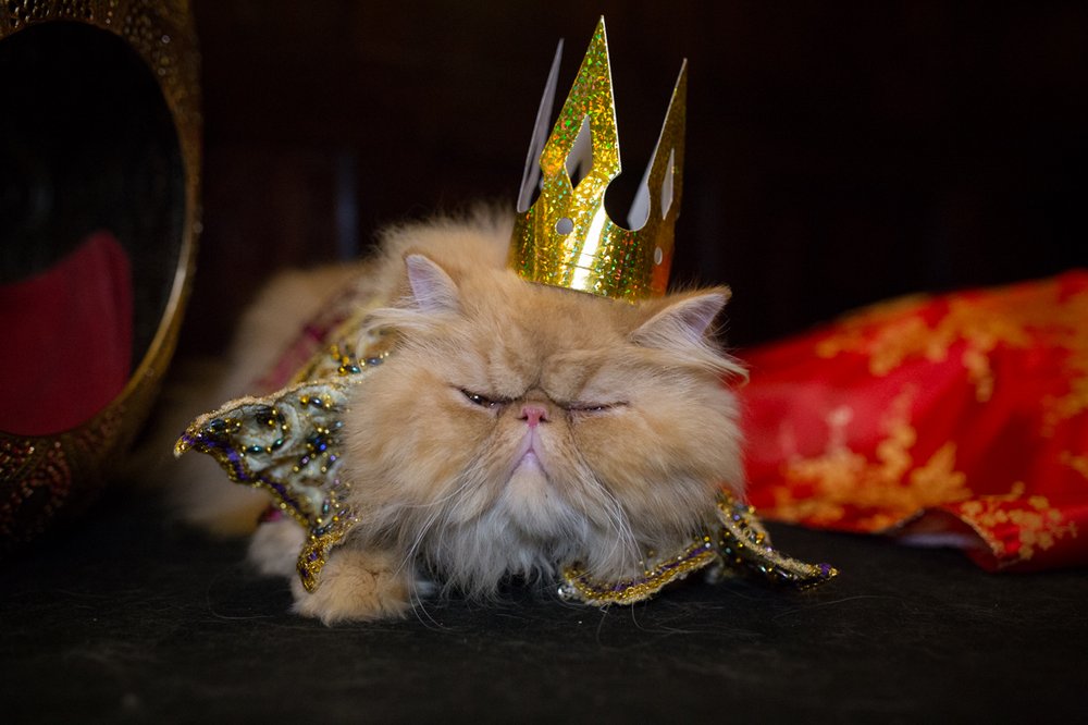 5276ef394img_3623-king-and-i-jpg.jpeg A "King and I" feline<br>