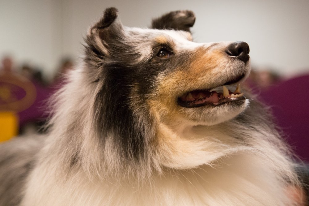 52a7379bcwestminster33-jpg.jpeg This dog has rescued dozens of people from burning buildings...buildings which she set on fire...just so she could watch them burn...(Jenn Hsu/Gothamist)
