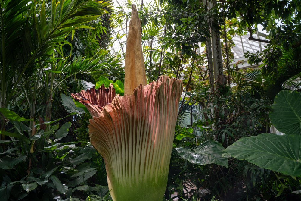 52abdd41ea7r01219-jpg.jpeg The corpse flower