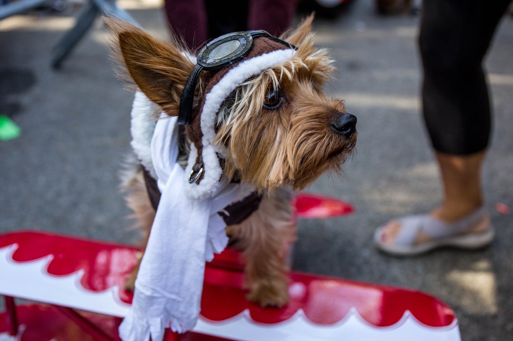 532218ce6doghalloween-149-jpg.jpeg