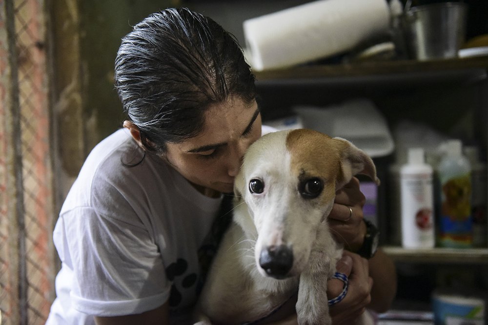 535dfabf7hsus_photo_386815-jpg.jpeg Stella Ramirez, secretary of the board at the San Francisco de Asis animal shelter in Cabo Rojo, Puerto Rico, says goodbye to Olivia, one of the 35 dogs from her facility to be transported to the U.S. on Tuesday, Aug. 22, 2017. (Carlos Giusti/AP Images for The HSUS)