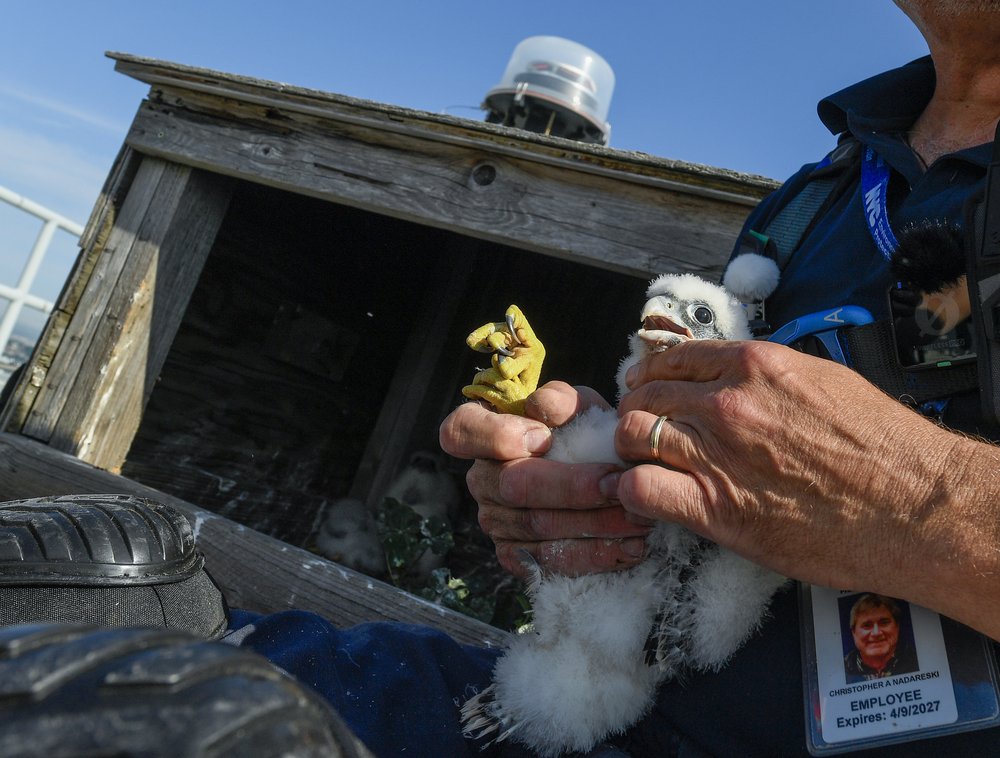 City research scientist Christopher Nadareski checks on one of the peregrine chicks.