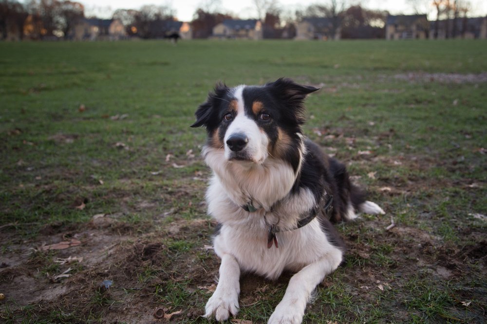 5374c0488dog2-jpg.jpeg (Photo by Jennifer Hsu / Gothamist)