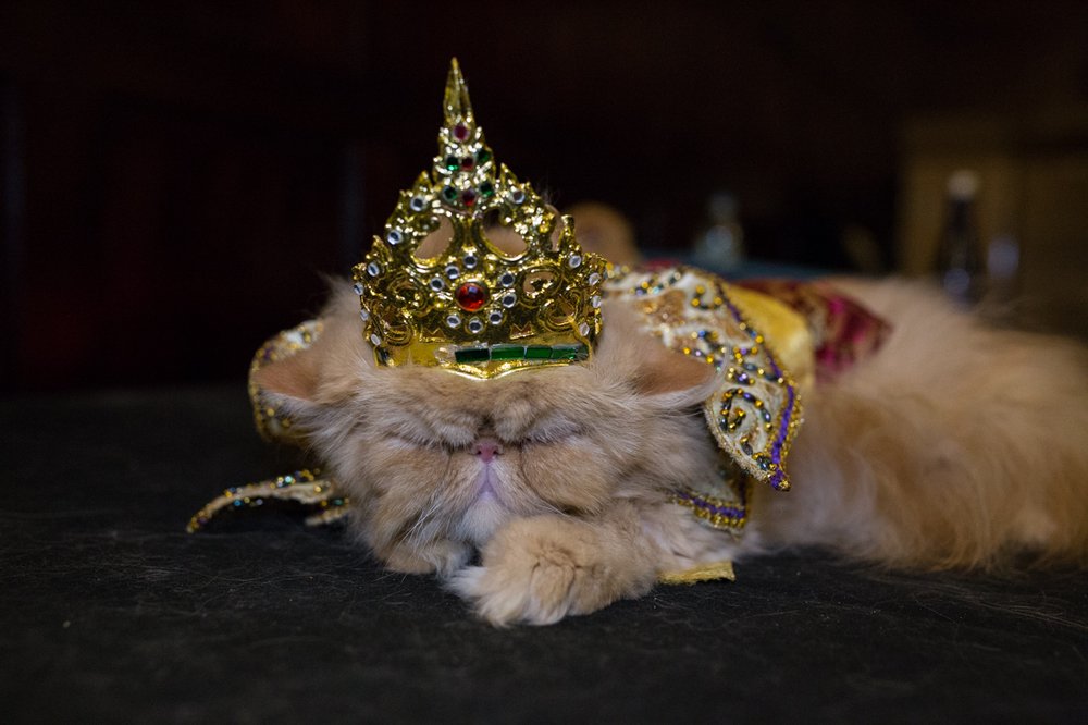 585c63592img_3801-king-and-iii-jpg.jpeg The "King and I" cat<br>