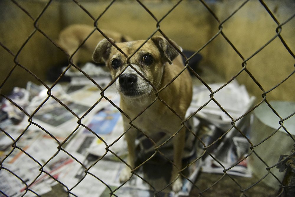599b9a7b0hsus_photo_386563-jpg.jpeg Shiloh, one of the 35 dogs to be transported to the U.S. from the San Francisco de Asis animal shelter in Cabo Rojo, Puerto Rico, on Tuesday, Aug. 22, 2017. (Carlos Giusti/AP Images for The HSUS)