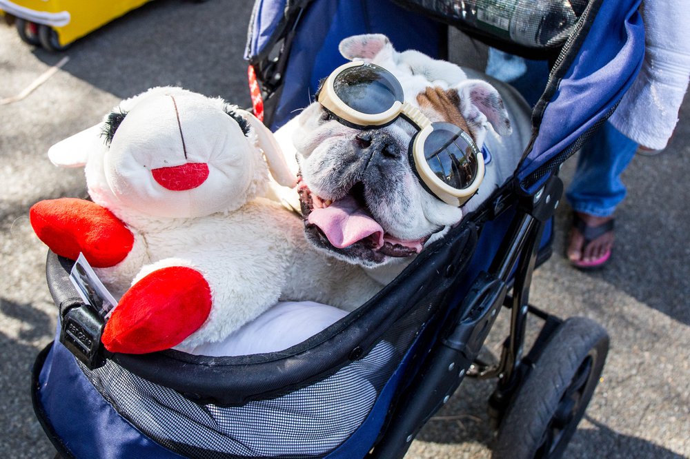 59d06dae2doghalloween-183-jpg.jpeg