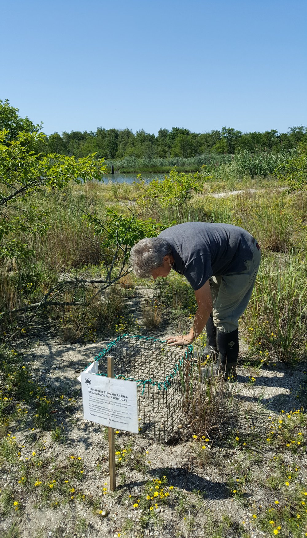 59e782129sasterrapin20170830_105527a-jpg.jpeg Checking on the enclosure again<br>