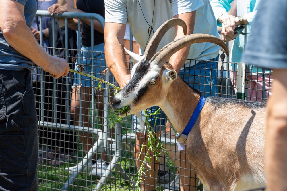 A goat.