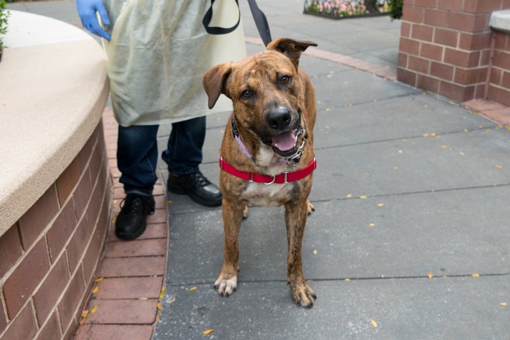 5ce28b548brick3-jpg.jpeg This doggo is Brick<br>