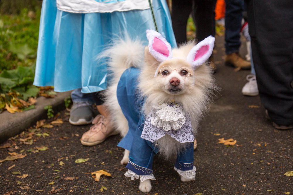 5cfcb5fc4dog-145-jpg.jpeg