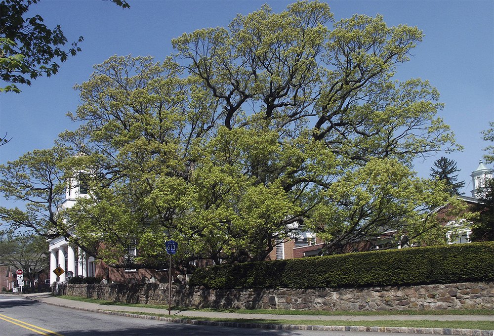 5dc1a7326600-year-old-tree_chun-copy-jpg.jpeg A 2006 photo of the tree (Basking Ridge Presbyterian Church via AP)