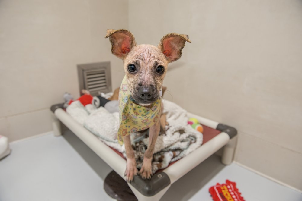 5f3698bd6gamboa-jpg.jpeg Gamboa at Animal Haven in NYC (Shannon Kirkman)