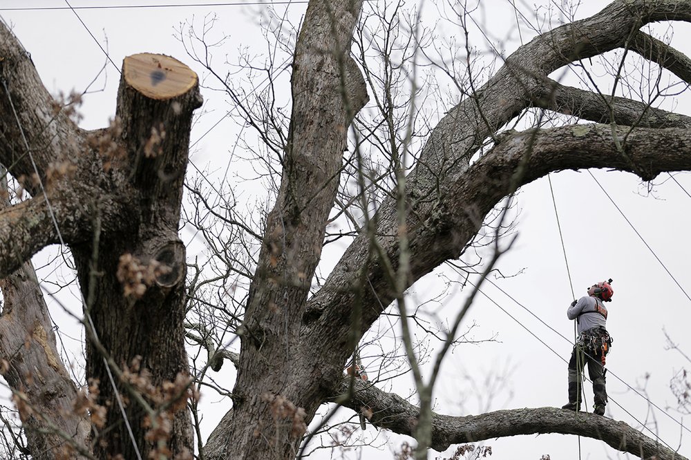 60826d397600-year-old-tree_chun-4-jpg.jpeg Rob Gilles works to remove an oak tree in Basking Ridge, N.J., Monday, April 24, 2017 (AP)