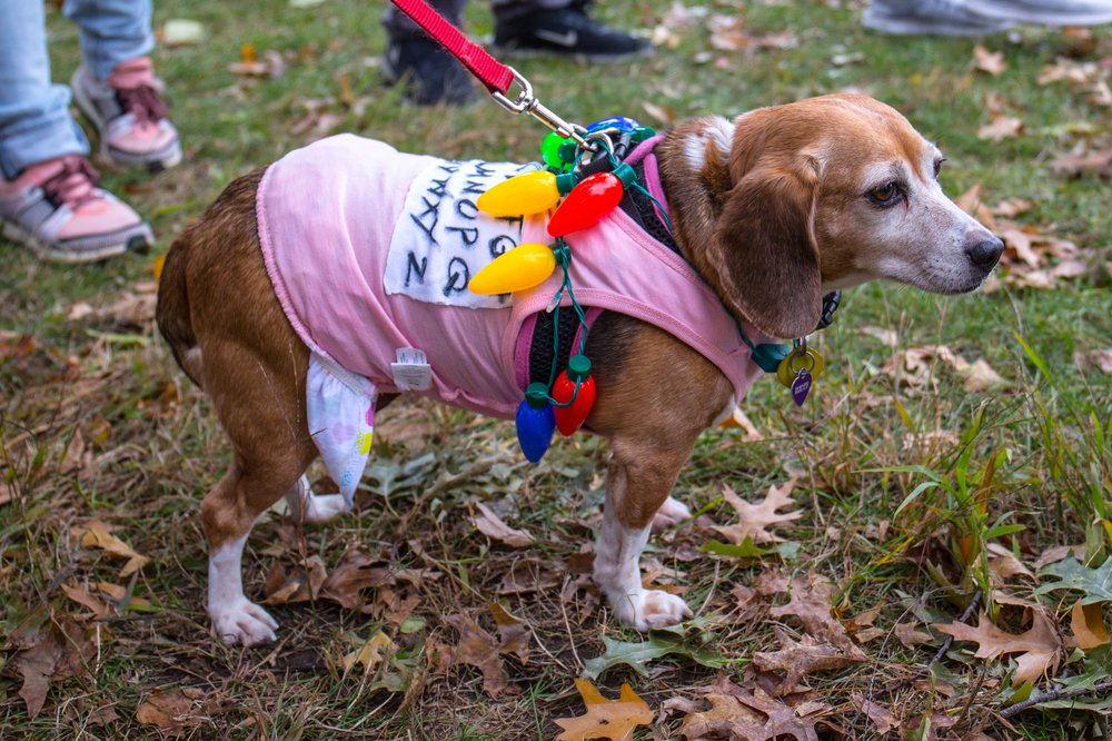 608c5c0b3dog-152-jpg.jpeg