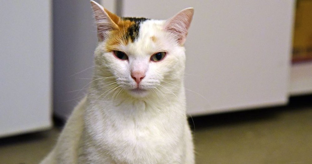 608ea3c8aariana-a34078539_2018nov06_0007-jpg.jpeg This is Ariana. <a href="https://www.aspca.org/nyc/aspca-adoption-center/adoptable-cats/ariana-a34078539">The ASPCA says</a> that after she warms up to a new home, she'll be your "BFF." She's a "sweet, playful cat who loves getting plenty of pets, affection and playtime."<br>