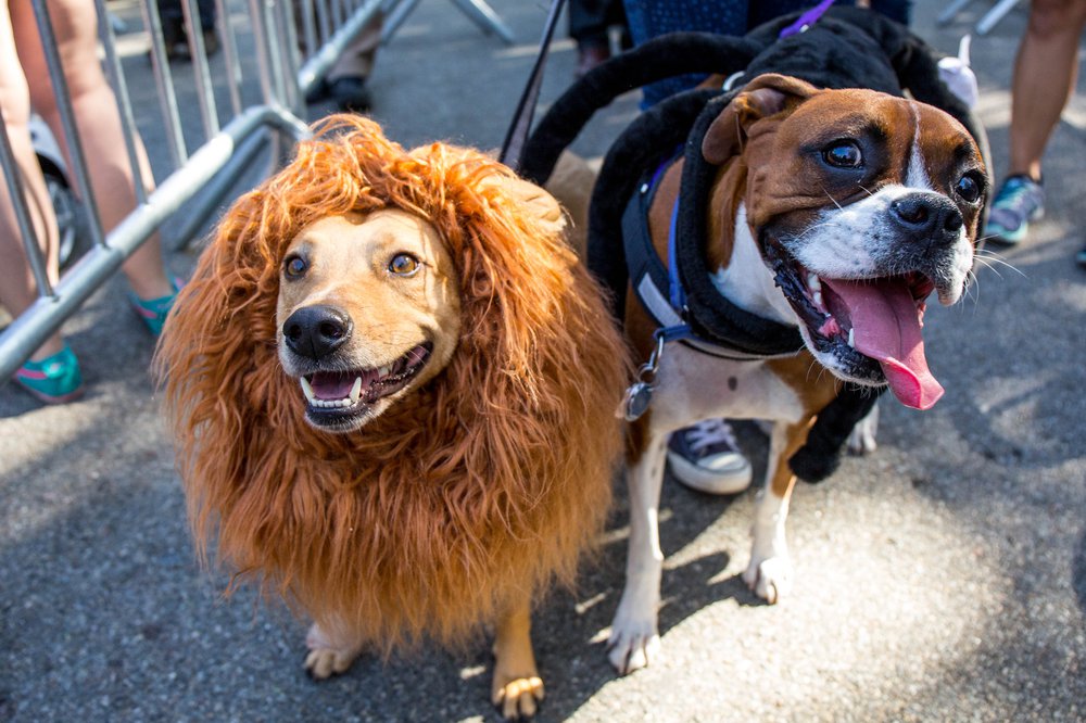 6196593d8doghalloween-69-jpg.jpeg
