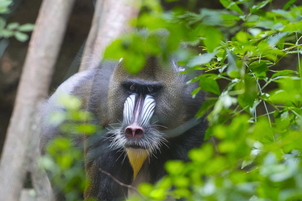 627b48e23julie-larsen-maher_3658_mandrill-and-baby_con_bz_08-18-18-jpg.jpeg Nigel<br>