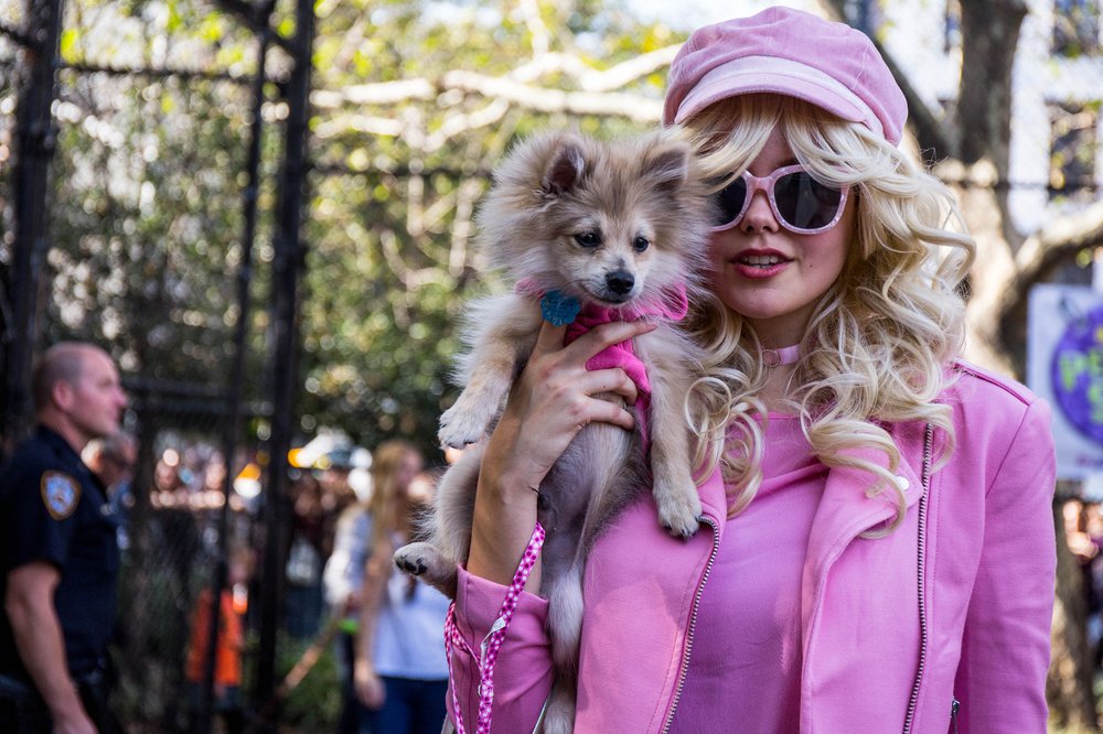 63a0577c0doghalloween-185-jpg.jpeg