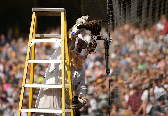 An exterminator sprays a swarm of bees on the field at Petco Park during a baseball game.