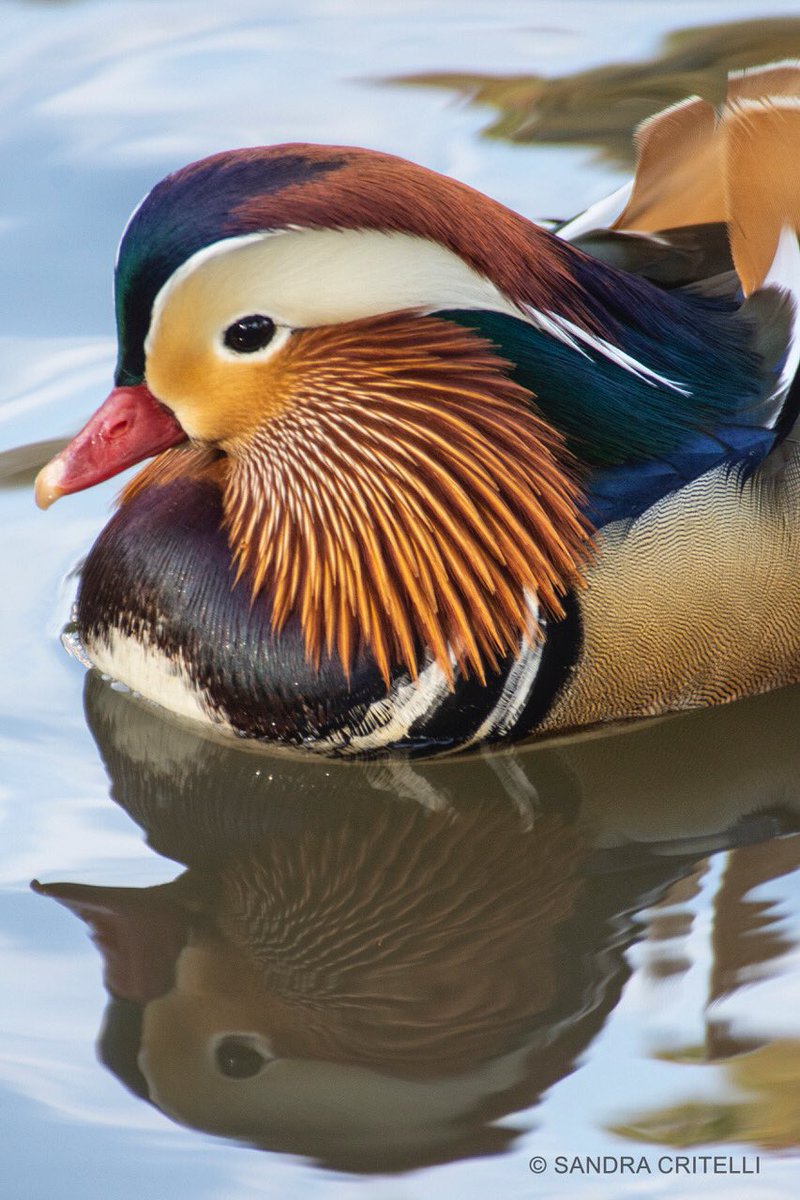 64b4bd558dq7meyrw4amsirw-jpg.jpeg The duck on Thursday morning. (Photo by <a href="https://twitter.com/alexcritelli7/status/1058035932484562944">Sandra Critelli</a>)