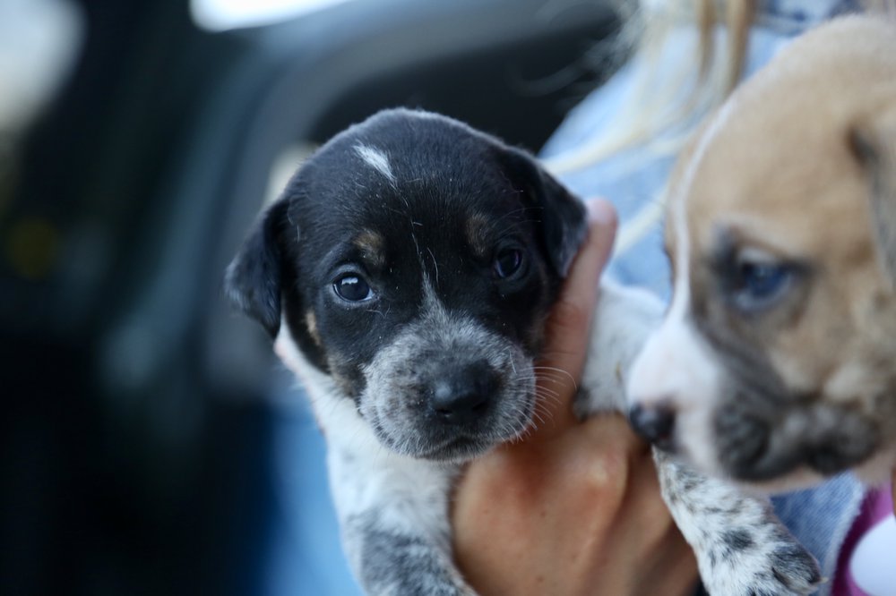 651cc5fb4oreo-pup-jpg.jpeg