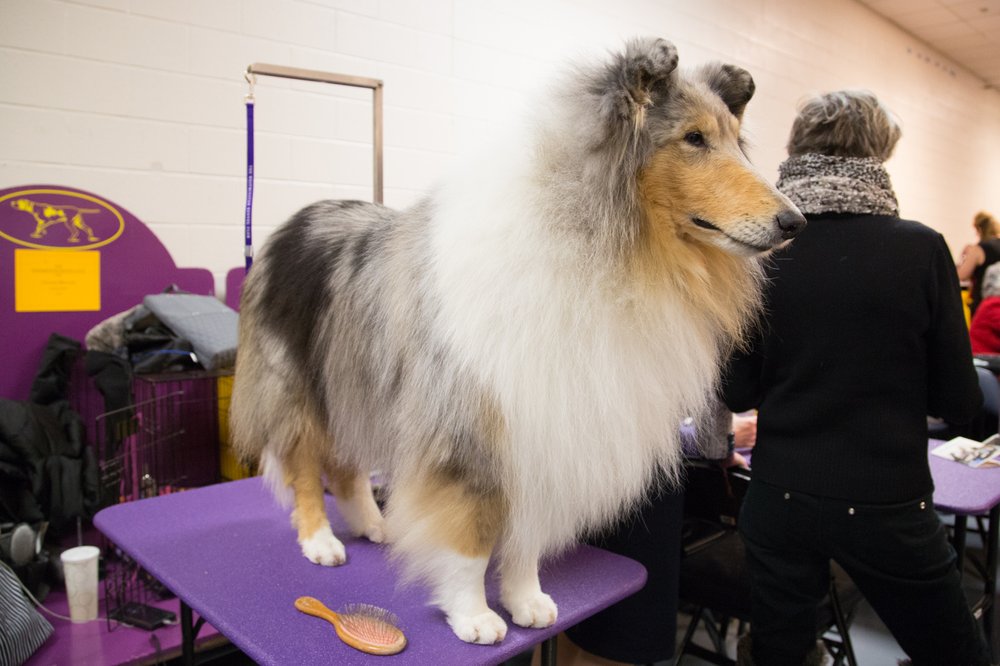 66f576cccwestminster3-jpg.jpeg This dog is Howard Schultz's campaign manager, and she thinks he has a real shot at "shaking things up." (Jenn Hsu/Gothamist)