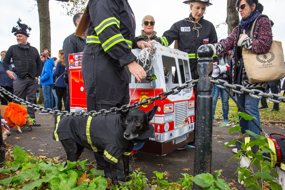 6708b5266dog-158-jpg.jpeg