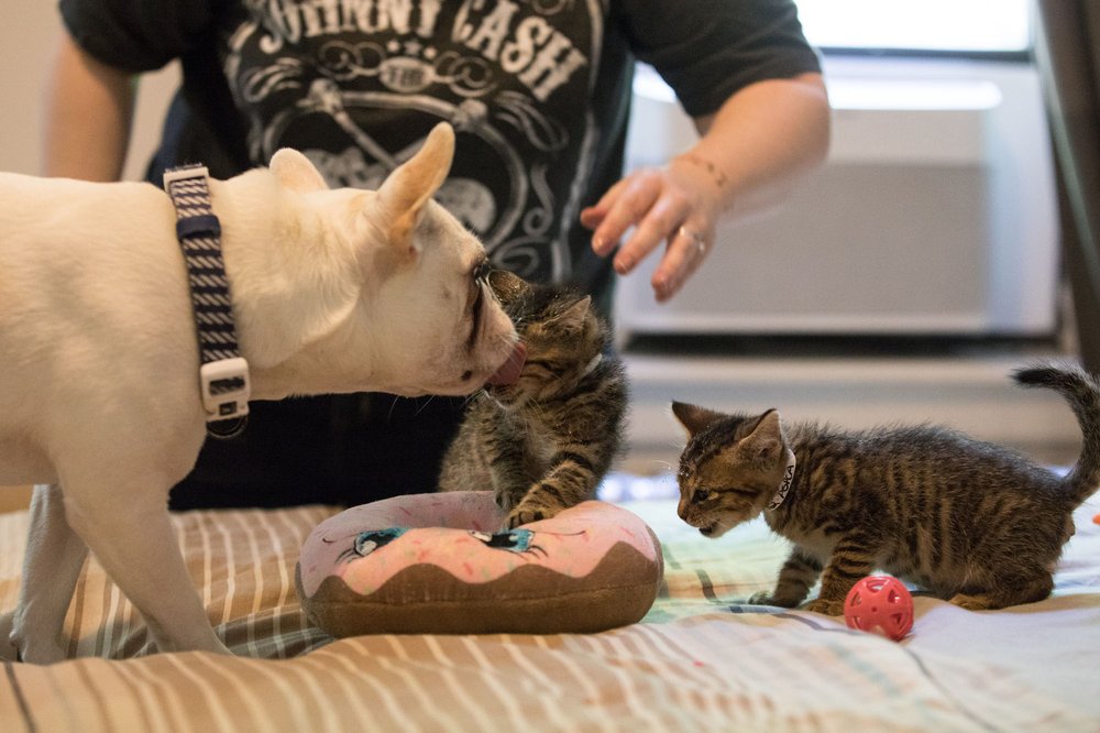 67e6ab262foster-dad_nono_2018may21_0068-jpg.jpeg