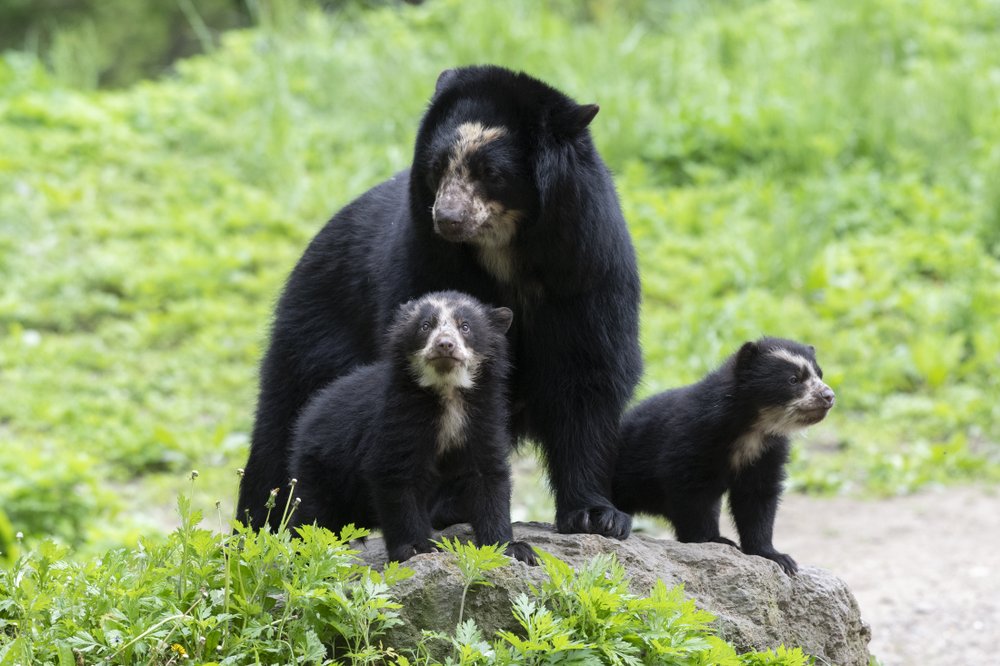 6946e97a9julie-larsen-maher_9273_andean-bear-and-cubs_qz_05-10-19-jpg.jpeg