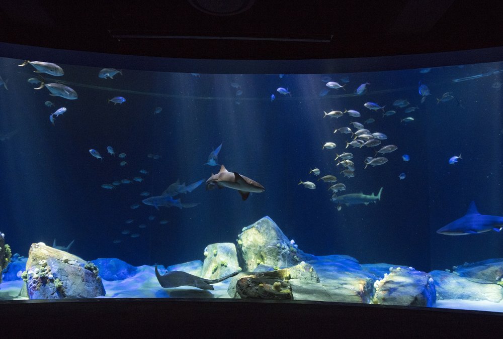 69de5fd65julie-larsen-maher_2167_hudson-canyon-s-edge-with-sharks_ows-_aq_06-21-18-jpg.jpeg SHARK (Julie Larsen Maher/WCS)