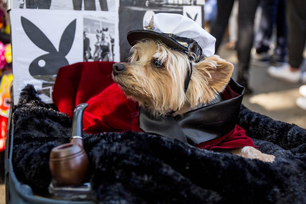 6bb5153c9doghalloween-127-jpg.jpeg