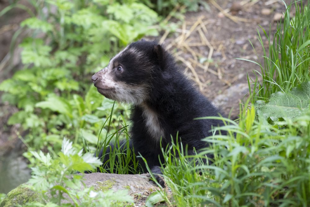 6bdb76a30julie-larsen-maher_9256_andean-bear-and-cubs_qz_05-10-19-jpg.jpeg