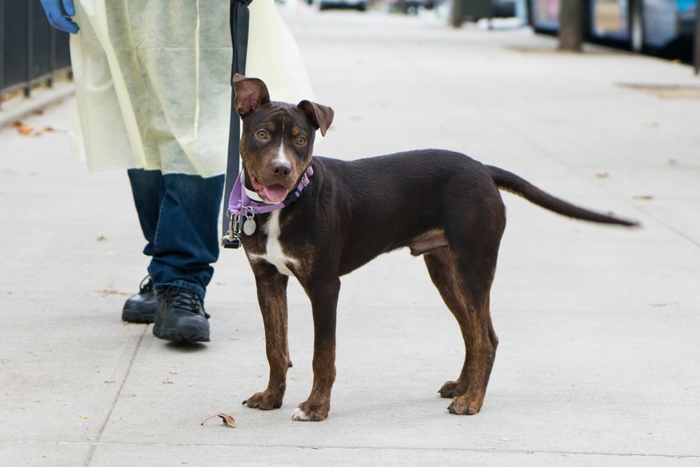 6c3057aaehickory1-jpg.jpeg Hickory has expressive ears<br>
