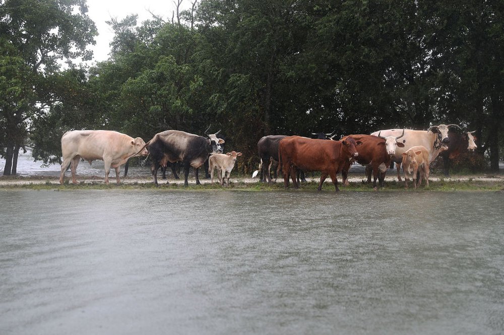 6c3d1517egettyimages-841011256-jpg.jpeg Cattle find a strip of dry ground after the area was flooded by Hurricane Harvey on August 30, 2017 in Port Arthur, Texas<br>(Getty Images)