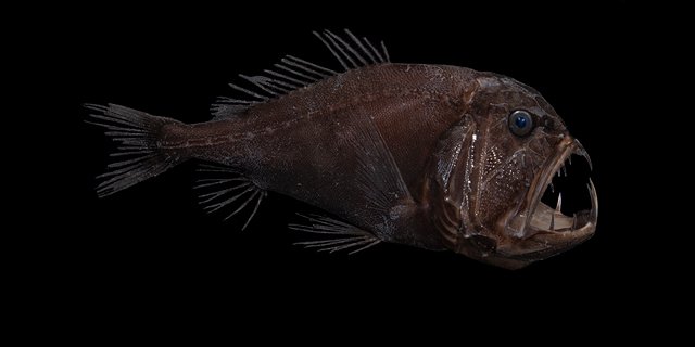 The Fangtooth fish lives in the ocean's Twilight Zone and is the stuff of nightmares. It's also saving all of our lives by helping to keep the planet's carbon in check. Thanks, Fangtooth fish!<br>