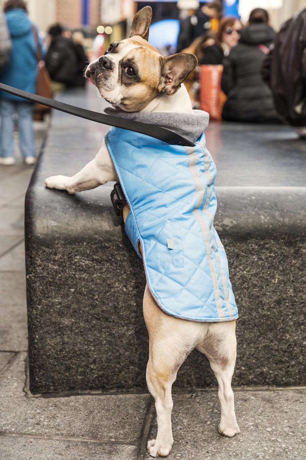 6df673ed5201001_ny_times_square_sn_hetta_n54_publication-jpg.jpeg Michael Grimm