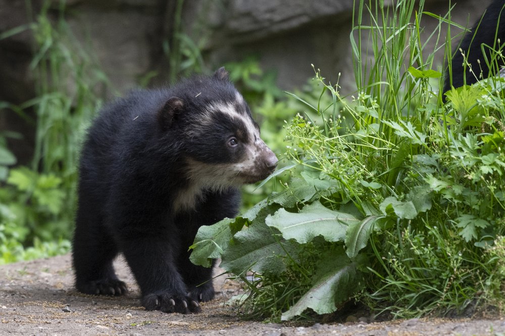 6fcde2fb2julie-larsen-maher_8804_andean-bear-and-cubs_qz_05-10-19-jpg.jpeg