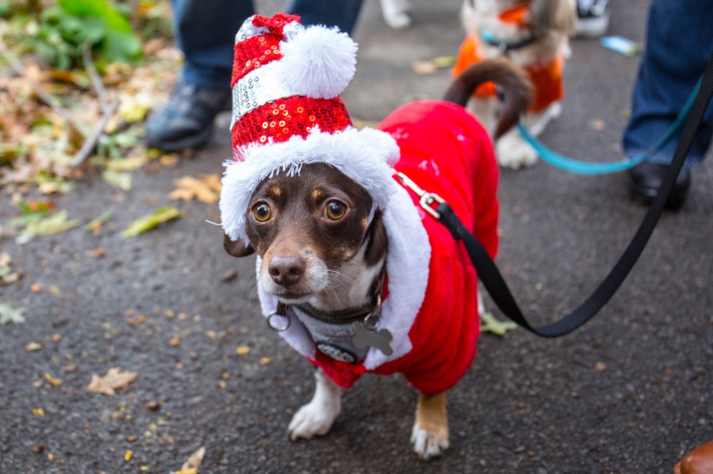 709344f2adog-106-jpg.jpeg