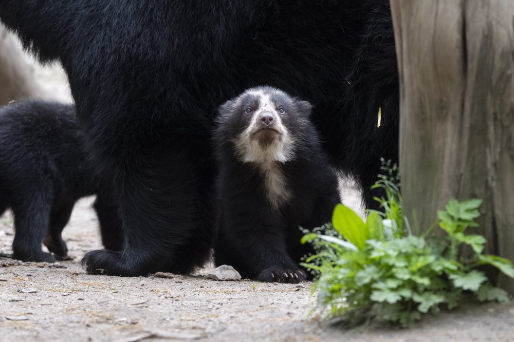 71649c23ajulie-larsen-maher_8871_andean-bear-and-cubs_qz_05-10-19-jpg.jpeg