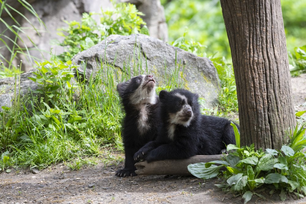 748a5971djulie-larsen-maher_9000_andean-bear-and-cubs_qz_05-10-19-jpg.jpeg