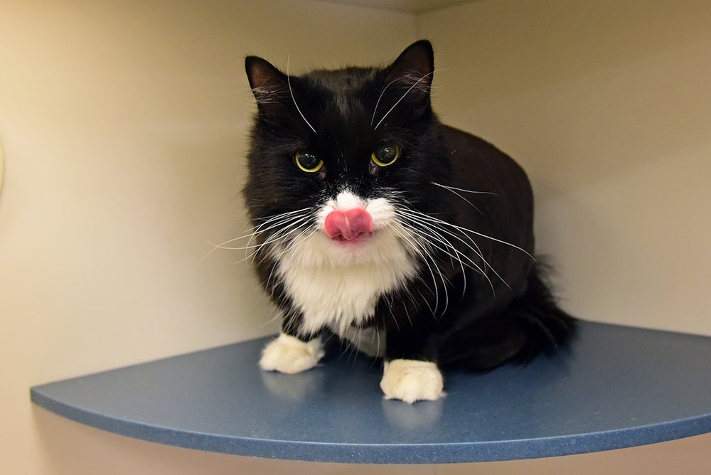 75276f0e7benji-a10204191_2018nov15_0004-jpg.jpeg Benji is a nine-year-old male who needs someone who can give him the attention he deserves. The ASPCA says, "He can be shy with unfamiliar faces, but offer him a brush and you could have a new BFF—brushes and belly rubs are his favorite."