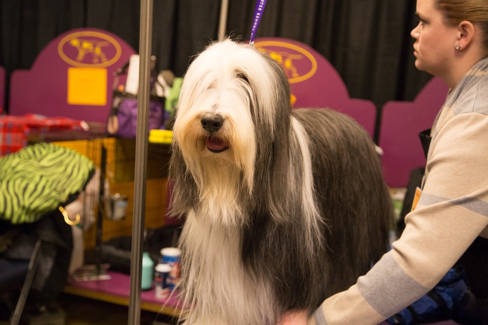 760f7b3c3westminster29-jpg.jpeg This dog has written multiple "Why I'm Leaving New York" essays under different pen names. He even appeared on the cover of New York Magazine once vowing to leave the city forever. He's still here. (Jenn Hsu/Gothamist)