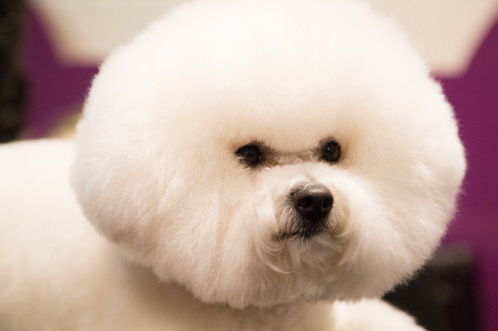 7677e10b4westminster2-jpg.jpeg This dog's day job is brainstorming new food pun hashtags for up-and-coming Instagram influencers with followers in the 10K-50K range. (Jenn Hsu/Gothamist)