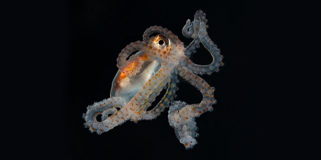 An Atlantic Longarm Octopus.<br>