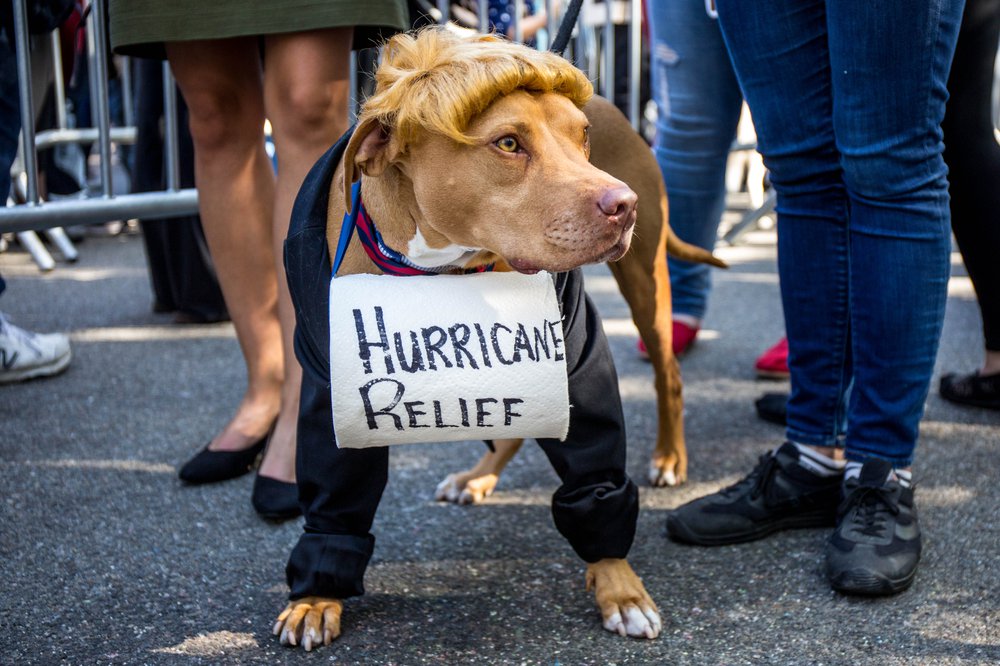 76c47a7fddoghalloween-56-jpg.jpeg Dogald Trump<br>