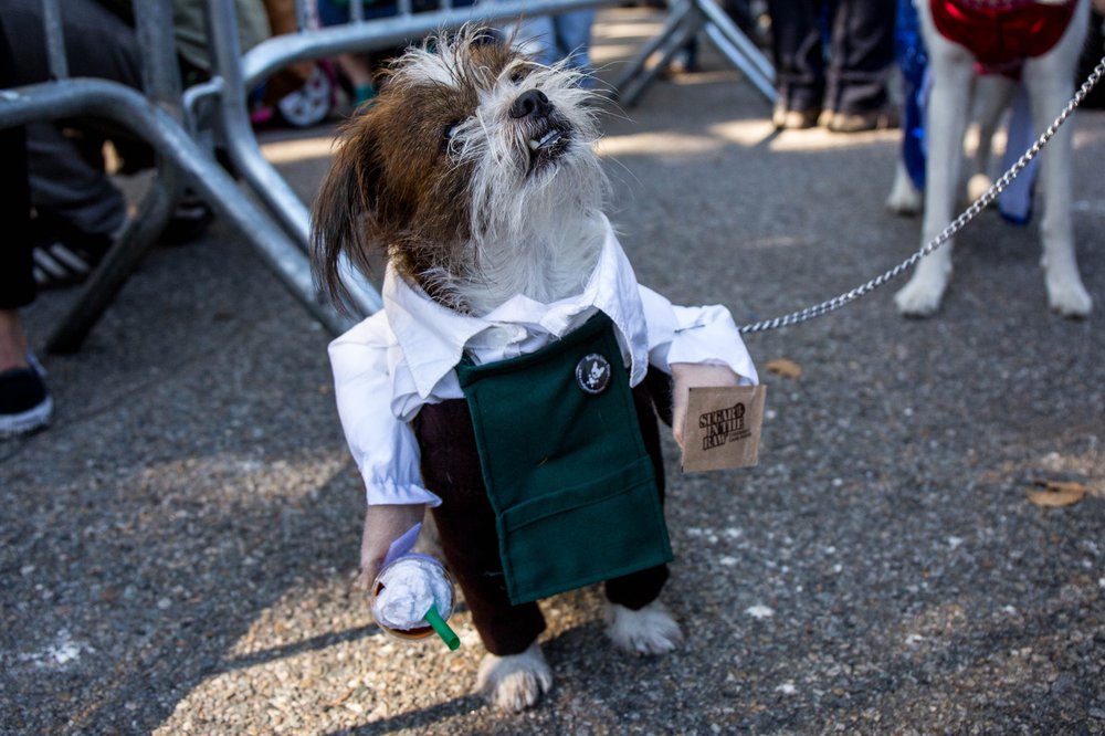 77eb3c51adoghalloween-22-jpg.jpeg Barista<br>