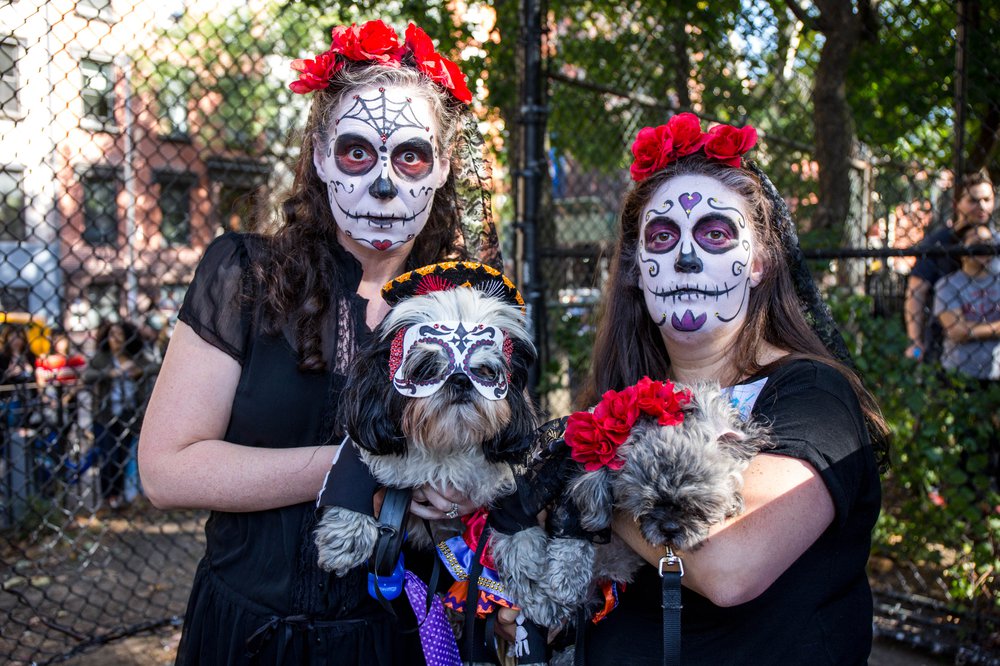 7990b1305doghalloween-140-jpg.jpeg