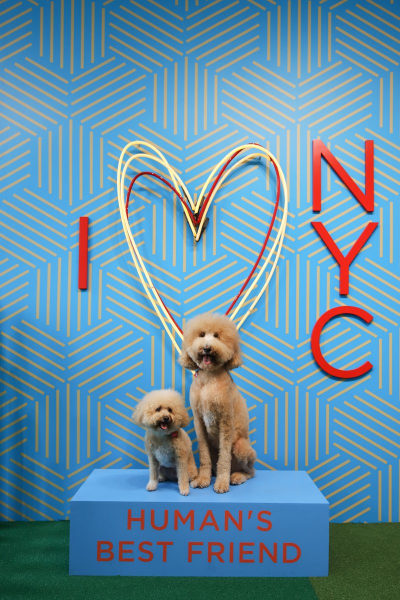 7a105d8c5saimokhtari-9005-jpg.jpeg Charlie & Sawyer, <a href="https://www.instagram.com/puppynamedcharlie/?hl=en">professional doodles</a>