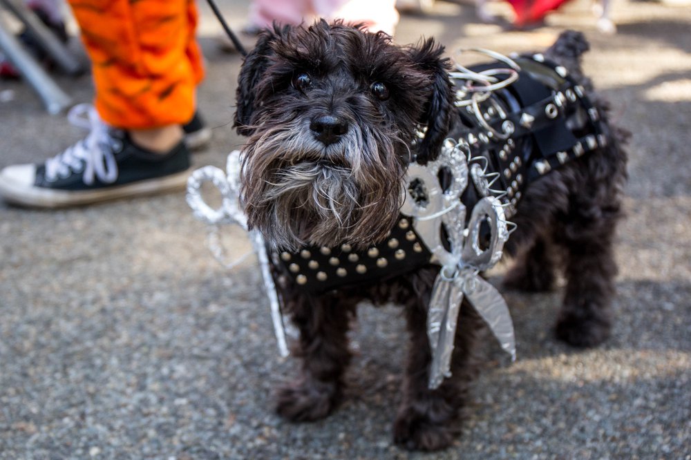 7a1f176dcdoghalloween-154-jpg.jpeg