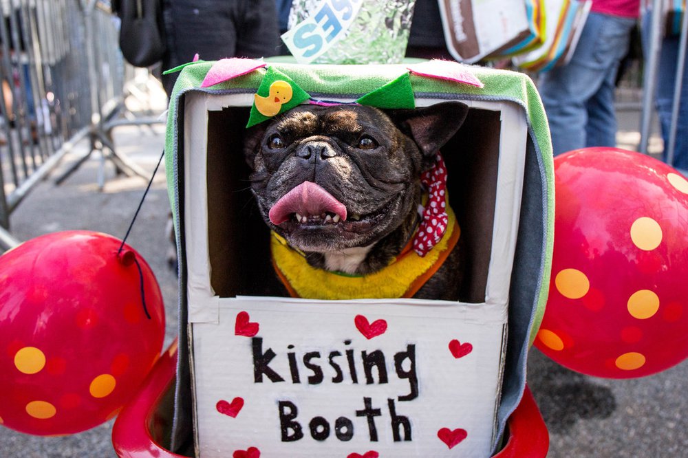 7a6b1477b4bad84ba5doghalloween-112-jpg-web_gallery-jpg.jpeg